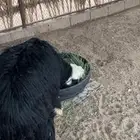 طلي نجدي ذبيحه