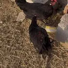 دجاج