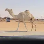 لقحه شقحا طيبه السوم 6500