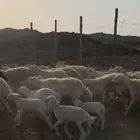 للبيع غنم
