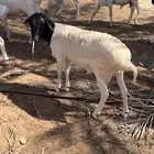 برابر مرابي