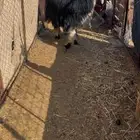 رخل نجديه جذعه