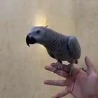 كاسكو ببغاء