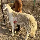 طلي فحل صنف