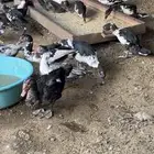 دجاج بلدي و بط