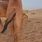 قعود قصب فاااخر جدا عمره 10 شهور عن ثنين ماشالله