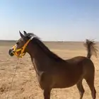 مهره شعبيه شيخه