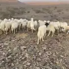 ضان حرش إمراح واحد دفيع على الشرط ومشروطه من كل عيب