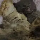 قطط للبيع عمرها شهرين