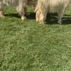 البيع معزا عوارض صفر خصم الخصم