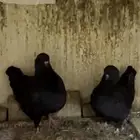 جوز مودينا كنق