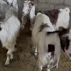 9 معزا مشاريك تحتها 14 5 متاومات 4 ع واحد اعمارهم شهر 1