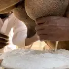 خلفة ساحلية حمرا حليب فل منيحه تحتها بكره