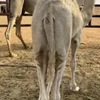 قعود فل شحم