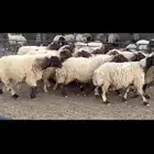 غنم نعيم دفيع