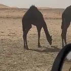 قعود تحت امه سمين طيب