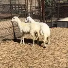 رخال
