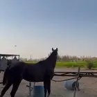 فرس انجليزيه بدون اوراق