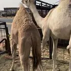 قعدان لباني ع الحليب