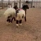 خروفين نعيم ضحايا