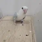 روز اليف (اقبل البدل)