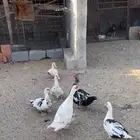 دجاج باكستاني وبط مصري