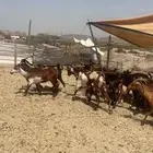 معزا حمر 30 راس بفحلها حد بيع 330ريال
