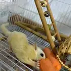 مطلوب أنثى سنجاب شوقر قلايدر