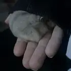 هامستر صغير العمر شهرين متعود على اليد من الولاده واليف جدا