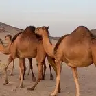 ابل سواحل(( تم البيع ))