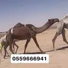 خفوت ثنو