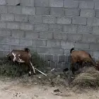 معزاء حص جم بفحلها 15