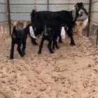 عنز تحتها تيوس