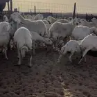 غنم للبيع