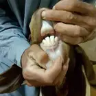 تيس فحل بورقوت دم نقي