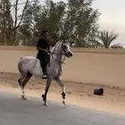 عسف الخيل