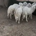 سبع خرفان صفر كفو ومشروطه