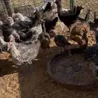 صوص دجاج فيومي رقم الجوال