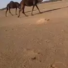 لقحه كفو