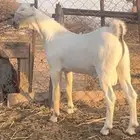 مشروع تيس بيشي