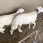 خروفين كفو من حلالي