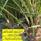 اصنا برني العيص وكعيمر وروثانه وعجوه