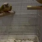 جوز كنيور منتج شرط