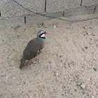 شنير للبيع