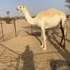 بكره مفروده ضحا مقنوي وقصب
