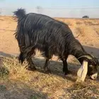 عنز حايل سديس