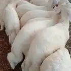 طليان مستوى فاخر وانتاج ضان شهران