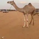 بكره لقيه ابيها نشوان ابن باصم امها بنت جبار متعطله سوم 7000