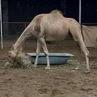 ناقه آركه ضروبه