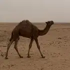 قعود العمر 4 اشهر
